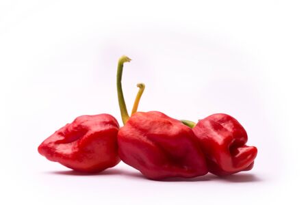 Chili pepper Trinidad Moruga Scorpionの写真素材