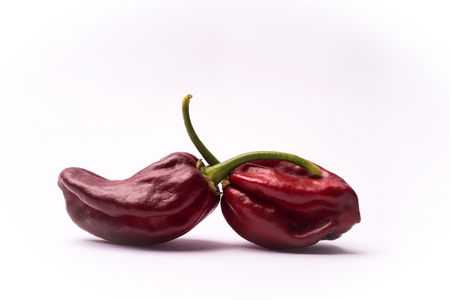Chili pepper Habanero Chocolateの写真素材
