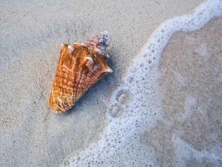 Seashell on a white beach with water waveの写真素材