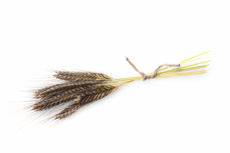 Triticum monococcum Einkorn ear grain on white backgroundの写真素材