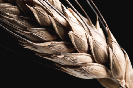 Ear grain on isolated black background close-upの写真素材
