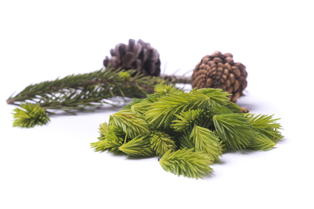 gem of fit with pine cone on white backgroundの写真素材