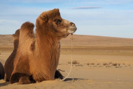 Camel resting in a mongolian gobi desertの写真素材