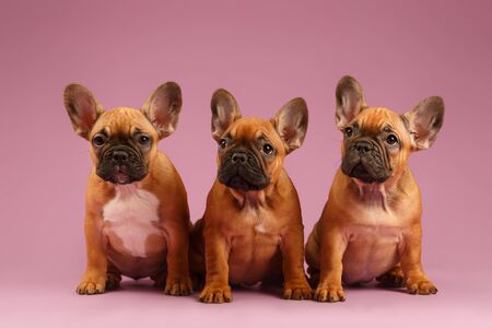French bulldog puppy on pink backgroundの写真素材