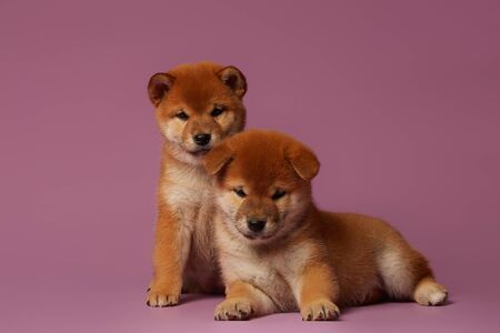 Young shiba puppies inu red on a pink backgroundの写真素材