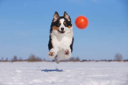 An Australian Shepherd dog runs in the snow during the day in winter in a blue skyの写真素材