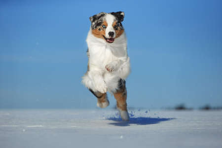 An Australian Shepherd dog runs in the snow during the day in winter in a blue skyの写真素材