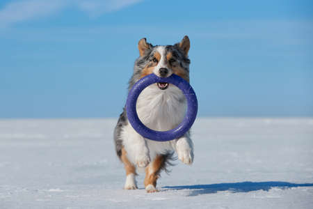 An Australian Shepherd dog runs in the snow during the day in winter in a blue skyの写真素材