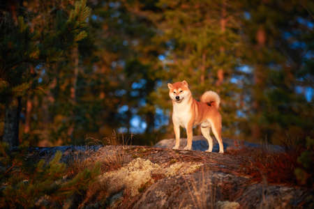 The red shiba Inu sit on a stone cliff in the forestの写真素材