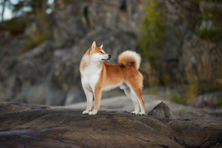 The red shiba Inu sit on a stone cliff in the forestの写真素材