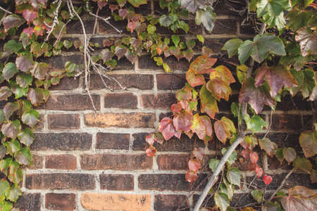Green natural ivy leaves and vine and ancient old yellow, orange, red brick wall. Blank empty copy...