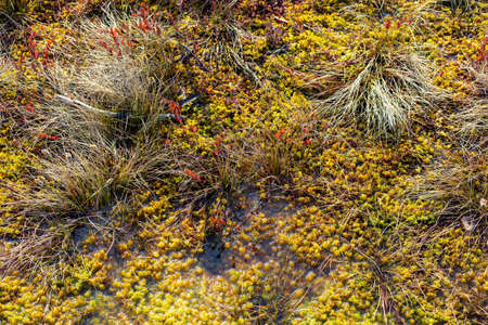 Yellow brown swamp pond ecosystem nature plants in water wallpaper background. Photo in retro vintage hipster style processingの写真素材