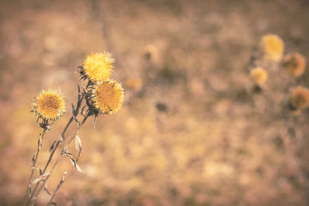 Sunny happy summer fall autumn seasonal yellow dry flower blurry background with free copy space for text. Photo in retro vintage hipster style of processing.の写真素材