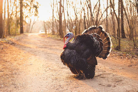 Big huge brown turkey farm bird on a country road taken in beautiful yellow sunset sun light processed in vintage retro style.の写真素材
