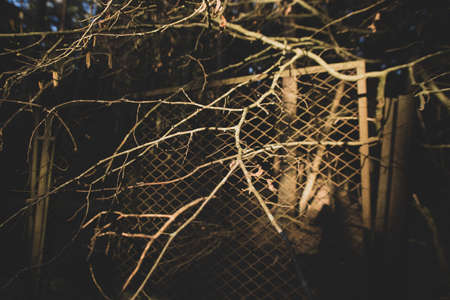 Tree branches behind the fence in warm summer sunset light. Symbolizes hope for freedom.