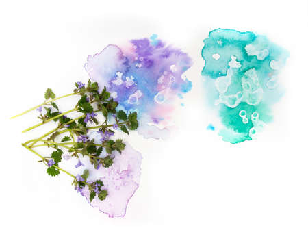 Purple violet spring flowers and hand painted watercolor blot spot on white background. A4 paper size border frame photo with free blank copy space for text. For card, invitation or wedding decor.の写真素材