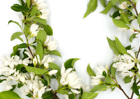 Light tender fruit apple blossom flower isolated on white background. A4 paper size border frame photo with free blank copy space for text. For card, invitation, poster, slide or wedding decor.の写真素材