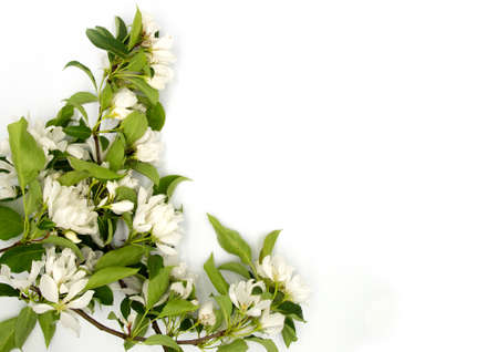 Light tender fruit apple blossom flower isolated on white background. A4 paper size border frame photo with free blank copy space for text. For card, invitation, poster, slide or wedding decor.の写真素材