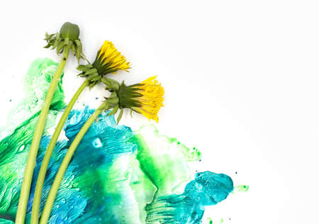 Yellow dandelions with hand painted watercolor blot spot splash white background. A4 paper size...