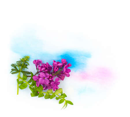 Purple violet lilac spring flowers and hand painted watercolor blot spot on white background. Corner element border frame photo with free blank copy space for text. For card, invitation wedding decor.の写真素材
