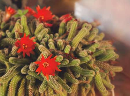 Homer cactus red flower garden in a pot spring may flowers and fresh green on blur background. For cards, posters, website decoration etc.の写真素材