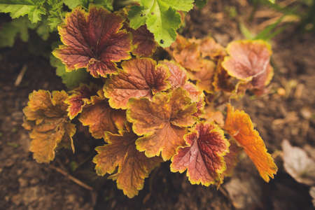 Various types of heuchera plants in a flowerbed. For flower plants shops ads, posters, cards, seeds...