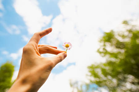 Single tender white and pink daisy in a hand in front of the blue sky with clouds background wallpaper.の写真素材