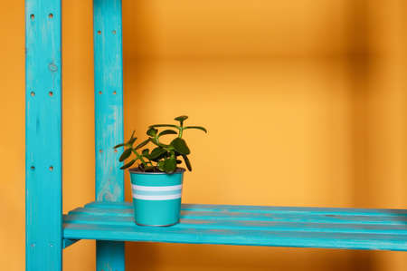 An aquamarine pot with small cute green Crassula ovata succulent aka money tree on a blue cyan wooden shelf and warm orange yellow background. A colorful photo with free blank copy space for textの写真素材
