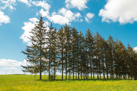 Pleasant sunny summer landscape: old blue sky and clouds, green grass, yellow dandelion flowers on a meadow and dark fir tree silhouettes. A happy idyllic scenery view.の写真素材