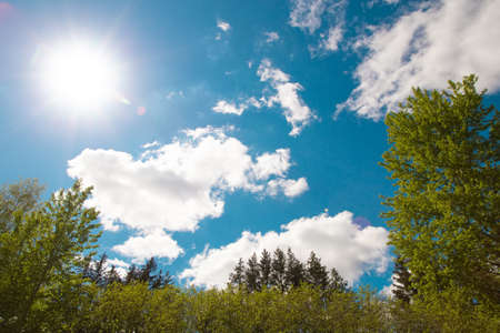 Looking up on trees. Sunny pleasant weather, warm light and blue sky, bright colors. Background backdrop wallpaper with free copy space for text.の写真素材