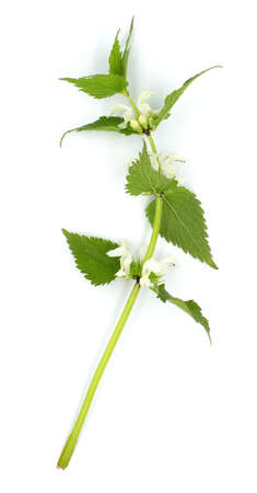 Tender spring dead-nettle urtica blossom flower isolated on white background. For botanical books or...