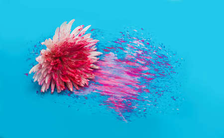White aster flower bud covered in pink violet purple acrylic paint and strokes on blue colored...