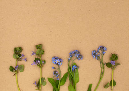 Tender Forget me not, blue lamium on e natural brown craft paper background. A4 paper size border frame photo with free copy space for text. For card, invitation or cosmetics website decor.の写真素材