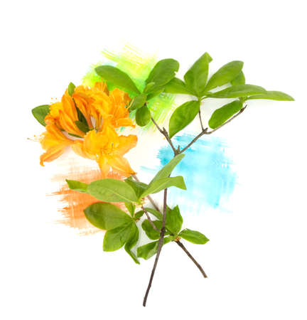 Orange azalea rhododendron flower and green leaves with hand painted watercolor blot spot isolated on white paper. Photo with free blank copy space for text. For cards, posters, website decoration.の写真素材