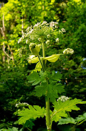 Heracleum sosnowskyi hogweed giant carrot carrot family Apiaceae toxic dangerous poison plant. For...