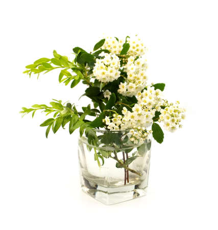 Tender white spring blossom flowers and green grass in transparent glass of water on isolated on white background.の写真素材
