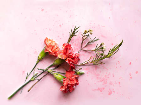 Tender red carnation flowers floating in milk and pink watercolor paint stains. Packaging design for natural organic shampoo spa cosmetics. Romantic Valentines day card backgroundの写真素材