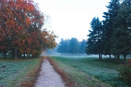 Foggy autumn fall morning sunrise in park