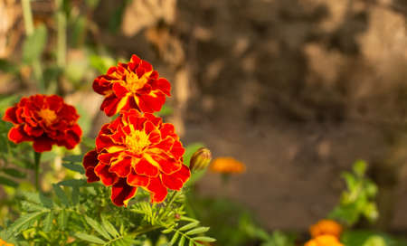 Yellow red orange autumn fall marigold calendula flowers growing in a flowerbed on a blurred bokeh background. A photo with free blank copy space for text. For cards, posters, website decoration etcの写真素材