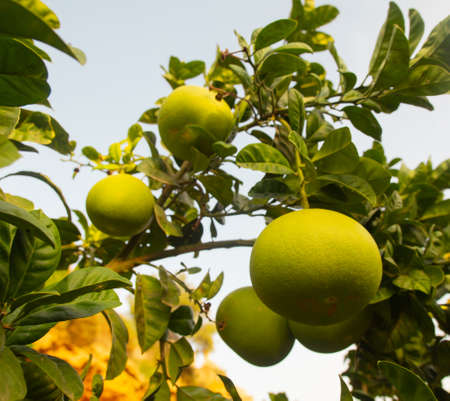 Green Sicilian pomelo pomegranate fruits on a branch on warm sunny day. Bright colorful photo made in Sicily, Italy.の写真素材