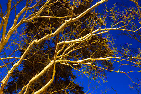 Winter snow tree branches and crones in warm yellow orange lantern street light in front of dark...