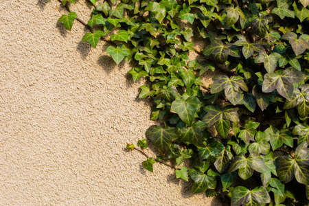 Green ivy and yellow beige stucco plaster wall. Photo background with free empty copy space for textの写真素材