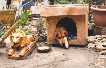 Odessa, Ukraine - 04 18 21: typical old Odessa Kanava street courtyard. A sad dog resting in its boothのeditorial素材