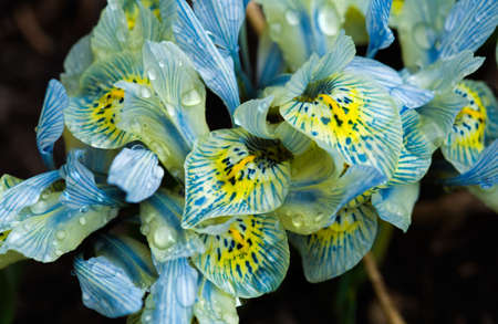 Katharine Hodgkin iris flowers in dew. Shallow depth of field.の写真素材