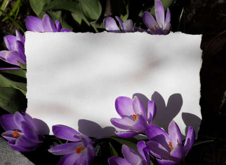 Purple crocus flowers around white paper. Photo with copy space.