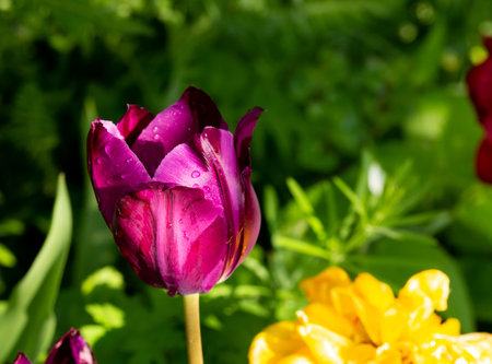 Purple Prince sort tulip. A sunny shallow depth of field photo with copy space good for cards, posters, website decoration etc.の写真素材