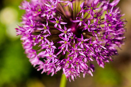 Purple bud of Allium hollandicum Persian onion Dutch garlic flower. A bright sunny selective focus...