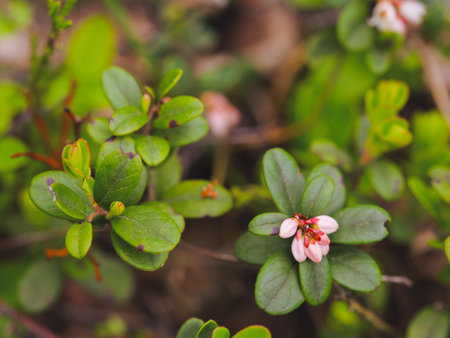 Pink flowers of Vaccinium vitis-idaea aka cowberry. A shallow depth of field, selective focus photo with free blank copy space for text. For cards, posters, website decoration etc.の写真素材