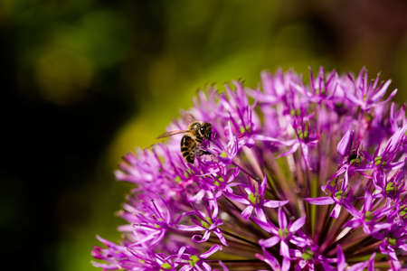 Bee on purple Allium hollandicum Persian onion Dutch garlic flower. A sunny bright selective focus...