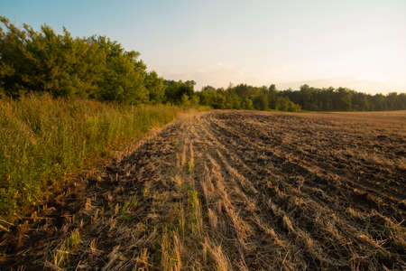 Harvested fields with cut straw in summer warm sunset light